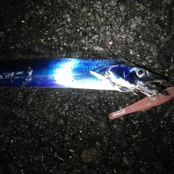 深夜の太刀魚釣り